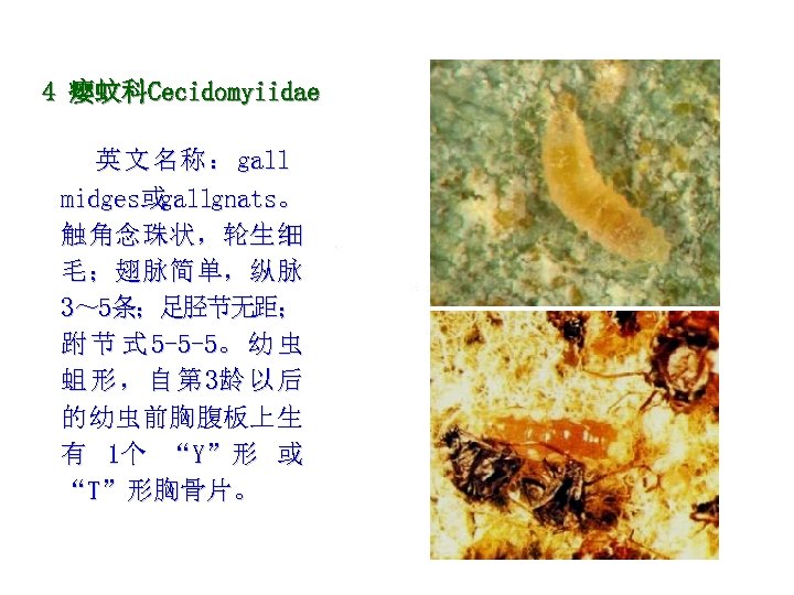 4 瘿蚊科Cecidomyiidae 英 文 名 称 ： gall midges或 gallgnats。 触角念珠状，轮生细 毛；翅脉简单，纵脉 3～ 5条；足胫节无距；