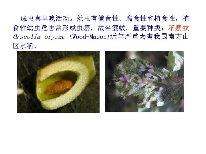 成虫喜早晚活动。幼虫有捕食性、腐食性和植食性，植 食性幼虫危害常形成虫瘿，故名瘿蚊。重要种类：稻瘿蚊 Orseolia oryzae (Wood-Mason)近 年 严 重 为 害 我 国 南 方