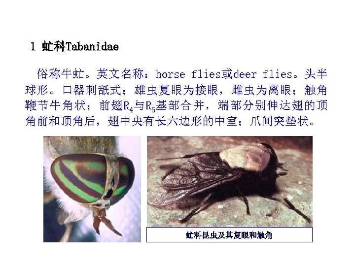 1 虻科Tabanidae 俗称牛虻。英文名称：horse flies或deer flies。头半 球形。口器刺舐式；雄虫复眼为接眼，雌虫为离眼；触角 鞭 节 牛 角 状 ； 前 翅