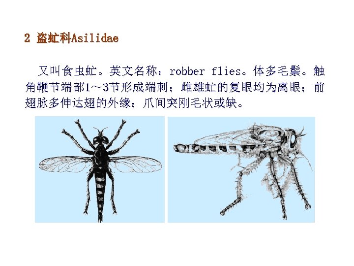 2 盗虻科Asilidae 又叫食虫虻。英文名称：robber flies。体多毛鬃。触 角鞭节端部 1～ 3节形成端刺；雌雄虻的复眼均为离眼；前 翅脉多伸达翅的外缘；爪间突刚毛状或缺。 