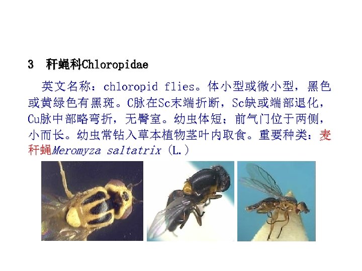 3 秆蝇科Chloropidae 英 文 名 称 ： chloropid flies。 体 小 型 或 微