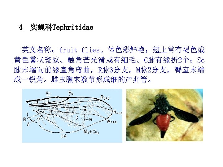 4 实蝇科Tephritidae 英文名称：fruit flies。体色彩鲜艳；翅上常有褐色或 黄 色 雾 状 斑 纹 。 触 角 芒