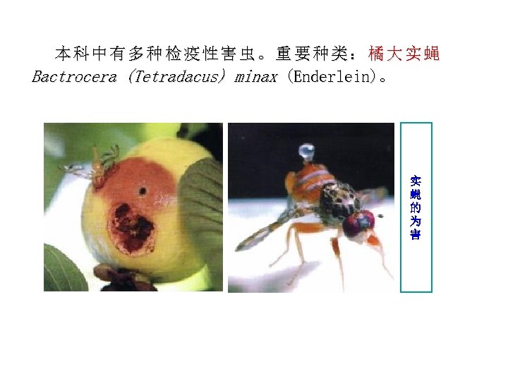 本科中有多种检疫性害虫。重要种类：橘大实蝇 Bactrocera (Tetradacus) minax (Enderlein)。 实 蝇 的 为 害 