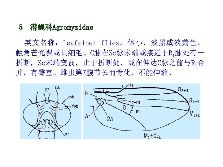 5 潜蝇科Agromyzidae 英 文 名 称 ： leafminer flies。 体 小 ， 淡 黑