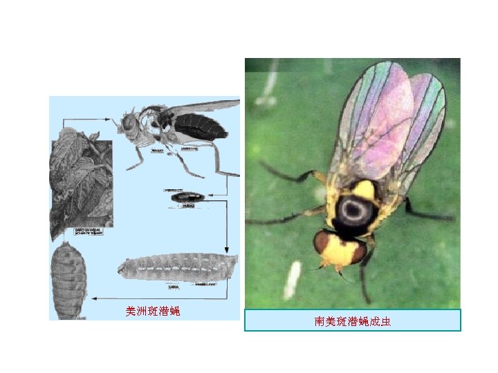 美洲斑潜蝇 南美斑潜蝇成虫 