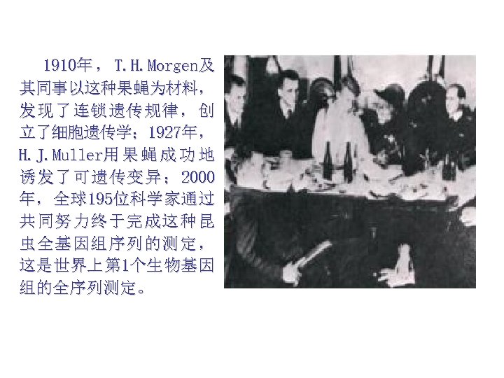 1910年 ， T. H. Morgen及 其同事以这种果蝇为材料， 发现了连锁遗传规律，创 立了细胞遗传学； 1927年， H. J. Muller用 果 蝇