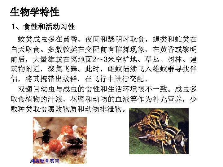 生物学特性 1、食性和活动习性 蚊类成虫多在黄昏、夜间和黎明时取食，蝇类和虻类在 白天取食。多数蚊类在交配前有群舞现象，在黄昏或黎明 前后，大量雄蚊在离地面 2～ 3米空旷地、草丛、树林、建 筑物附近，聚集飞舞。此时，雌蚊陆续飞入雄蚊群寻找伴 侣，将其携带出蚊群，在飞行中进行交配。 双翅目幼虫与成虫的食性和生活环境很不一致。成虫多 取食植物的汁液、花蜜和动物的血液等作为补充营养，少 数种类取食腐败物质和动物排泄物。 蝇类取食腐肉 