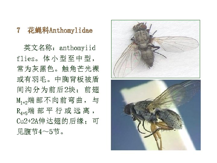 7 花蝇科Anthomylidae 英文名称：anthomyiid flies。 体 小 型 至 中 型 ， 常为灰黑色。触角芒光裸 或有羽毛。中胸背板被盾 间