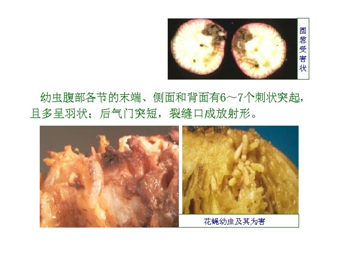 圆 葱 受 害 状 幼虫腹部各节的末端、侧面和背面有6～ 7个刺状突起， 且多呈羽状；后气门突短，裂缝口成放射形。 花蝇幼虫及其为害 