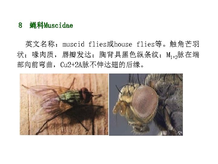 8 蝇科Muscidae 英 文 名 称 ： muscid flies或 house flies等 。 触 角