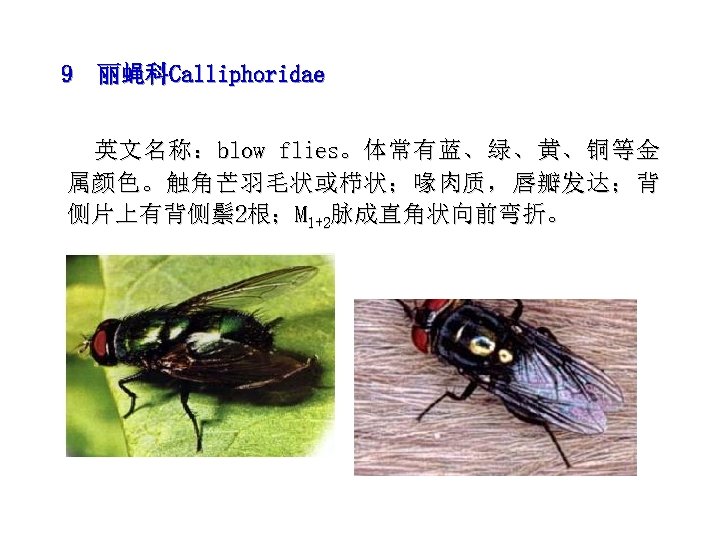 9 丽蝇科Calliphoridae 英 文 名 称 ： blow flies。 体 常 有 蓝 、