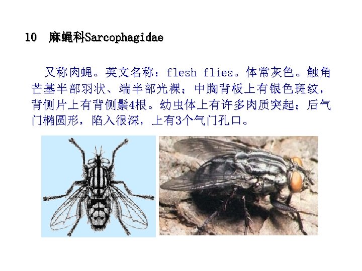 10 麻蝇科Sarcophagidae 又称肉蝇。英文名称：flesh flies。体常灰色。触角 芒基半部羽状、端半部光裸；中胸背板上有银色斑纹， 背侧片上有背侧鬃4根。幼虫体上有许多肉质突起；后气 门椭圆形，陷入很深，上有3个气门孔口。 