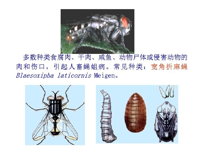 多数种类食腐肉、干肉、咸鱼、动物尸体或侵害动物的 肉和伤口，引起人畜蝇蛆病。常见种类：宽角折麻蝇 Blaesoxipha laticornis Meigen。 