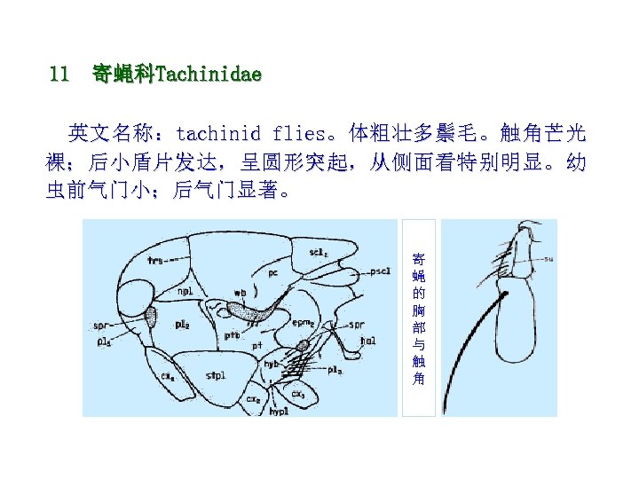 11 寄蝇科Tachinidae 英文名称：tachinid flies。体粗壮多鬃毛。触角芒光 裸；后小盾片发达，呈圆形突起，从侧面看特别明显。幼 虫前气门小；后气门显著。 寄 蝇 的 胸 部 与 触 角