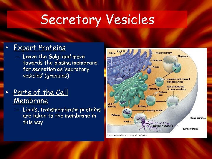 Secretory Vesicles • Export Proteins – Leave the Golgi and move towards the plasma