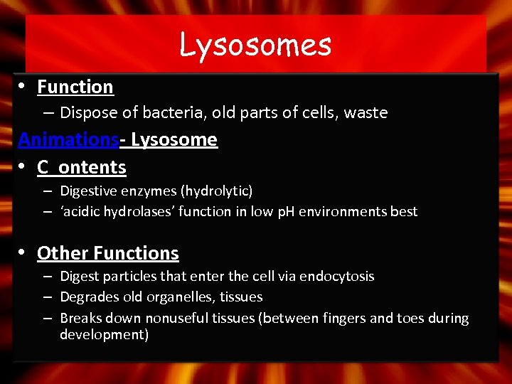 Lysosomes • Function – Dispose of bacteria, old parts of cells, waste Animations- Lysosome