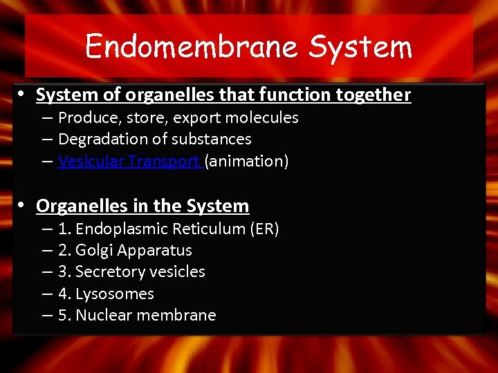 Endomembrane System • System of organelles that function together – Produce, store, export molecules