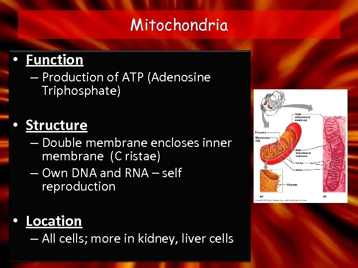 Mitochondria • Function – Production of ATP (Adenosine Triphosphate) • Structure – Double membrane