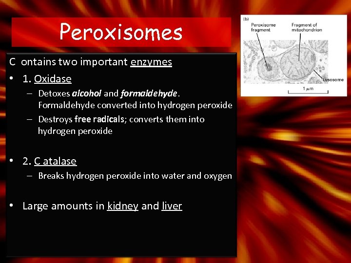 Peroxisomes C ontains two important enzymes • 1. Oxidase – Detoxes alcohol and formaldehyde.