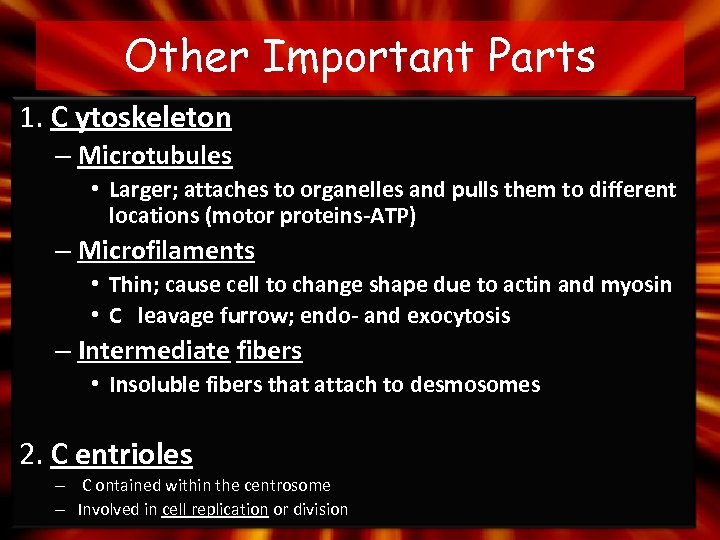 Other Important Parts 1. C ytoskeleton – Microtubules • Larger; attaches to organelles and