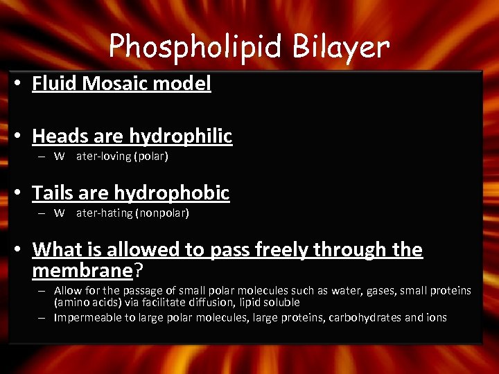 Phospholipid Bilayer • Fluid Mosaic model • Heads are hydrophilic – W ater-loving (polar)