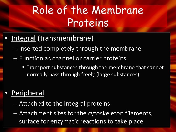 Role of the Membrane Proteins • Integral (transmembrane) – Inserted completely through the membrane