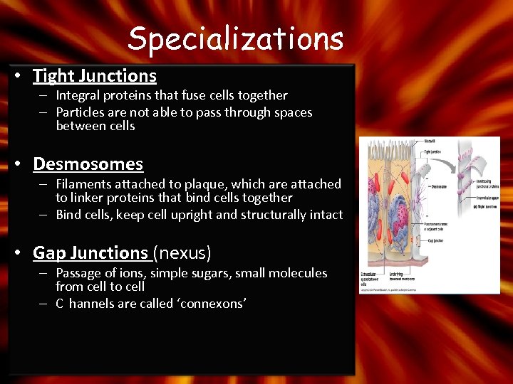 Specializations • Tight Junctions – Integral proteins that fuse cells together – Particles are