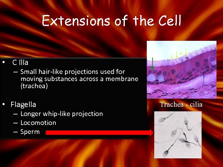 Extensions of the Cell • C ilia – Small hair-like projections used for moving