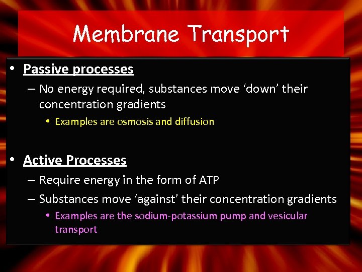 Membrane Transport • Passive processes – No energy required, substances move ‘down’ their concentration