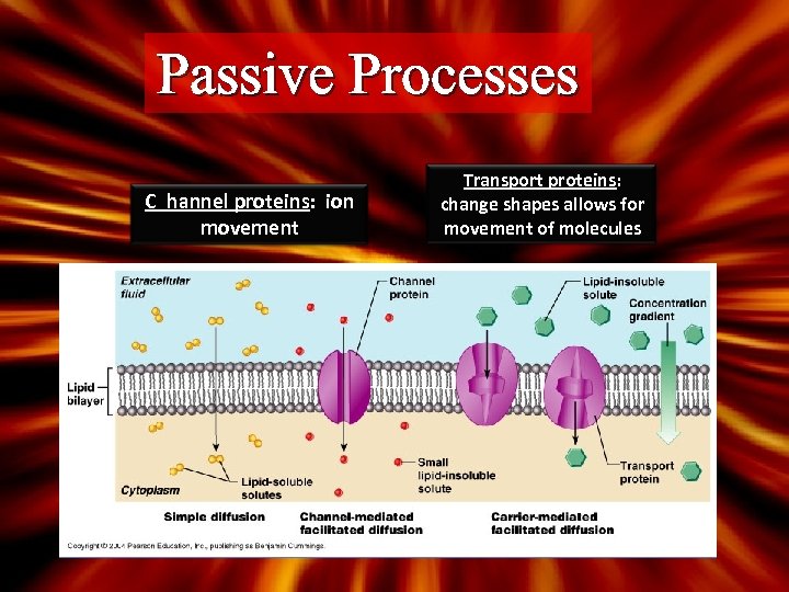 Passive Processes C hannel proteins: ion movement Transport proteins: change shapes allows for movement