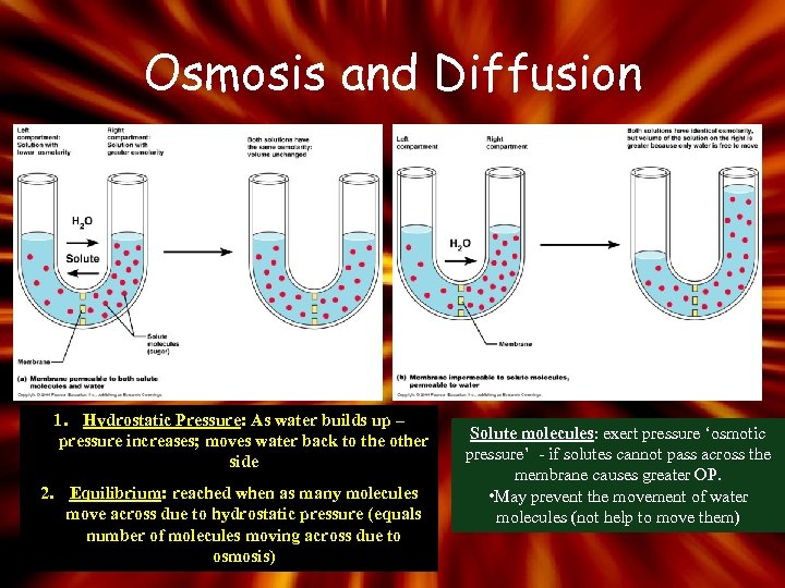 Osmosis and Diffusion 1. Hydrostatic Pressure: As water builds up – pressure increases; moves