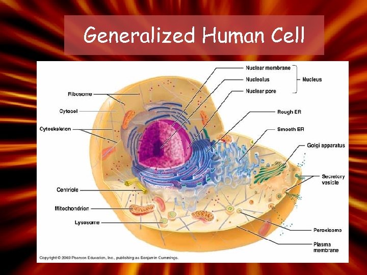 Generalized Human Cell 