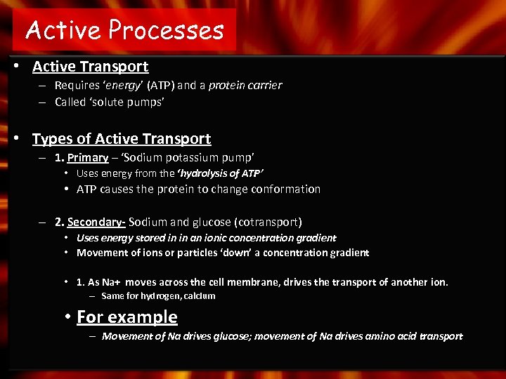 Active Processes • Active Transport – Requires ‘energy’ (ATP) and a protein carrier –