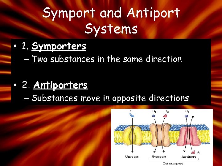 Symport and Antiport Systems • 1. Symporters – Two substances in the same direction