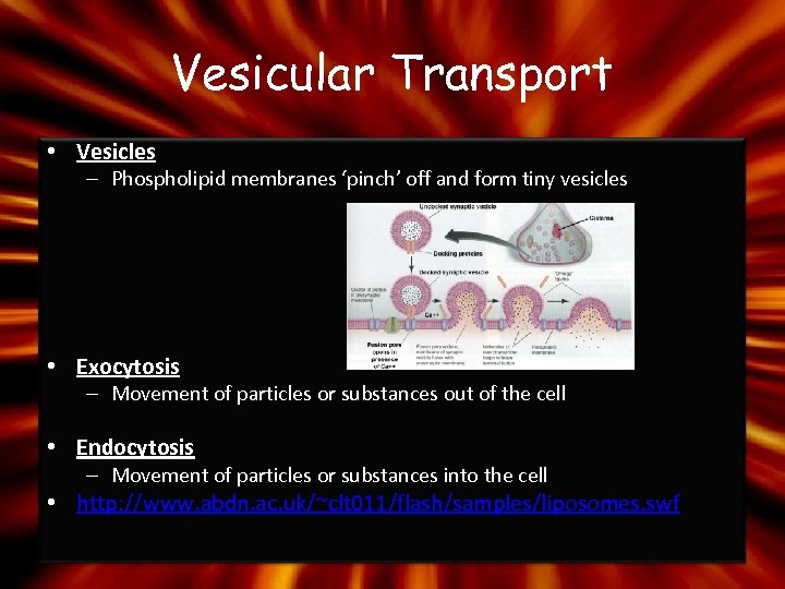 Vesicular Transport • Vesicles – Phospholipid membranes ‘pinch’ off and form tiny vesicles •