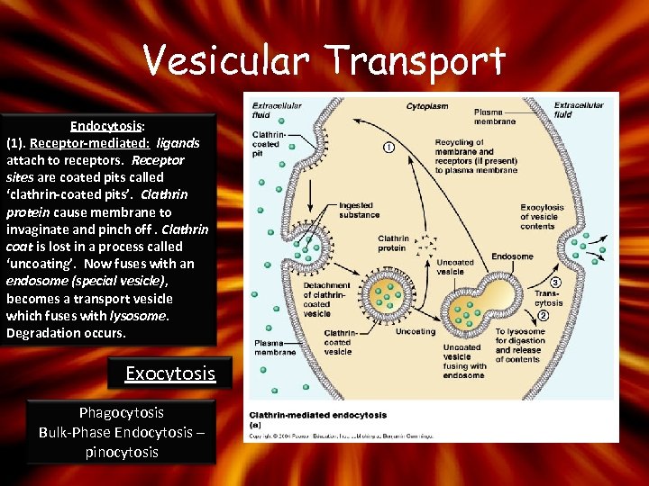 Vesicular Transport Endocytosis: (1). Receptor-mediated: ligands attach to receptors. Receptor sites are coated pits