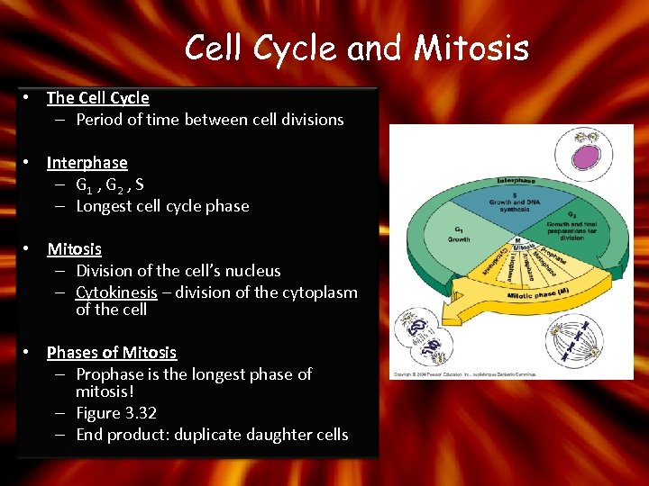 Cell Cycle and Mitosis • The Cell Cycle – Period of time between cell