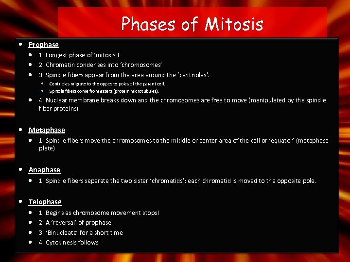 Phases of Mitosis Prophase 1. Longest phase of ‘mitosis’! 2. Chromatin condenses into ‘chromosomes’