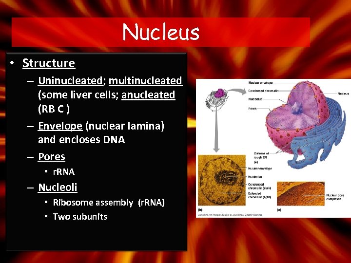 Nucleus • Structure – Uninucleated; multinucleated (some liver cells; anucleated (RB C ) –