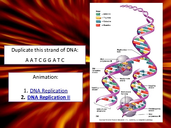 Duplicate this strand of DNA: AATCGGATC Animation: 1. DNA Replication 2. DNA Replication II