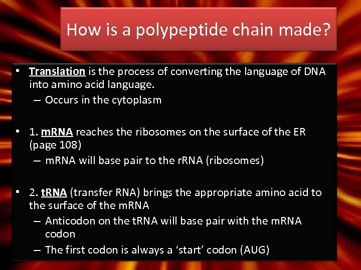 How is a polypeptide chain made? • Translation is the process of converting the