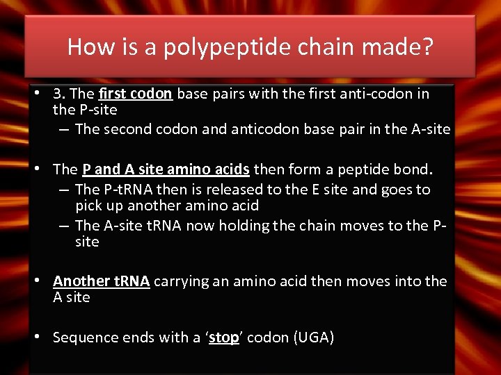 How is a polypeptide chain made? • 3. The first codon base pairs with