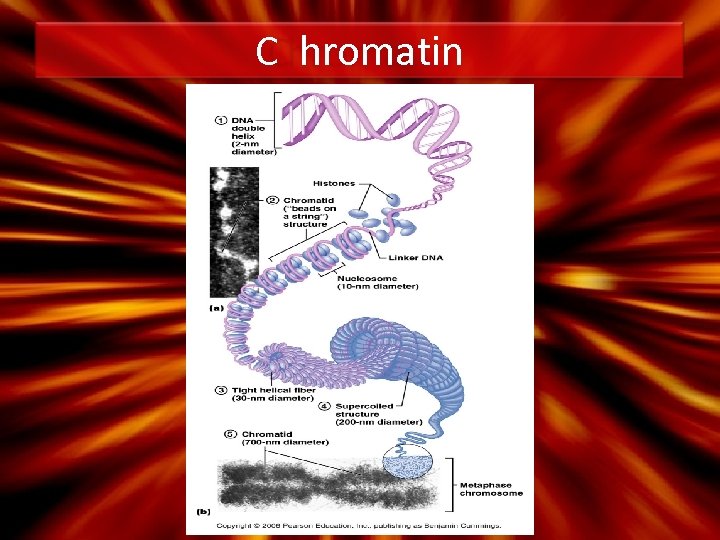 C hromatin 