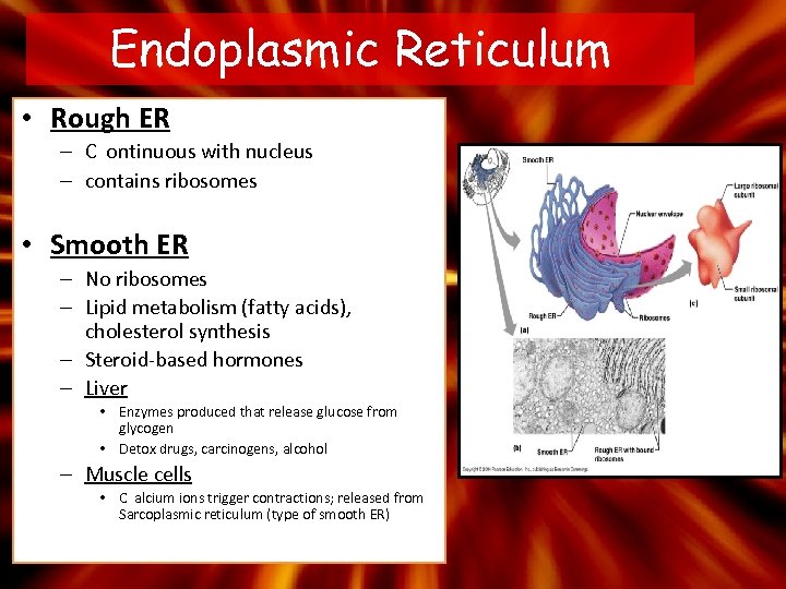 Endoplasmic Reticulum • Rough ER – C ontinuous with nucleus – contains ribosomes •