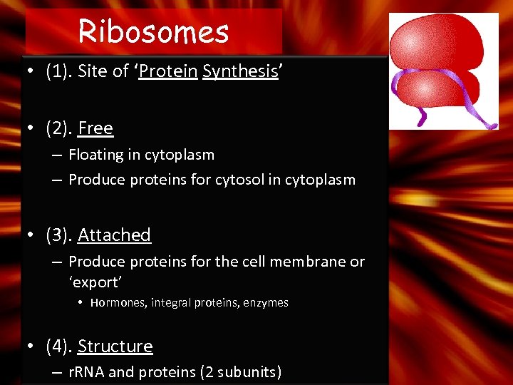 Ribosomes • (1). Site of ‘Protein Synthesis’ • (2). Free – Floating in cytoplasm