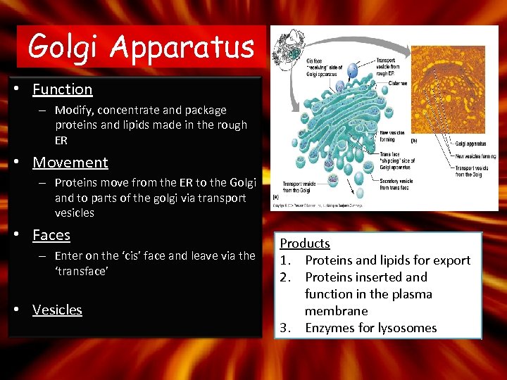 Golgi Apparatus • Function – Modify, concentrate and package proteins and lipids made in