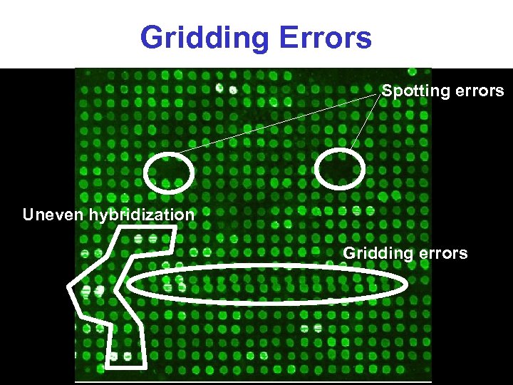 Gridding Errors Spotting errors Uneven hybridization Gridding errors 