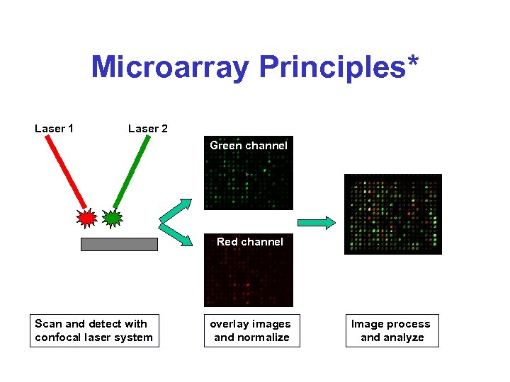Microarray Principles* Laser 1 Laser 2 Green channel Red channel Scan and detect with