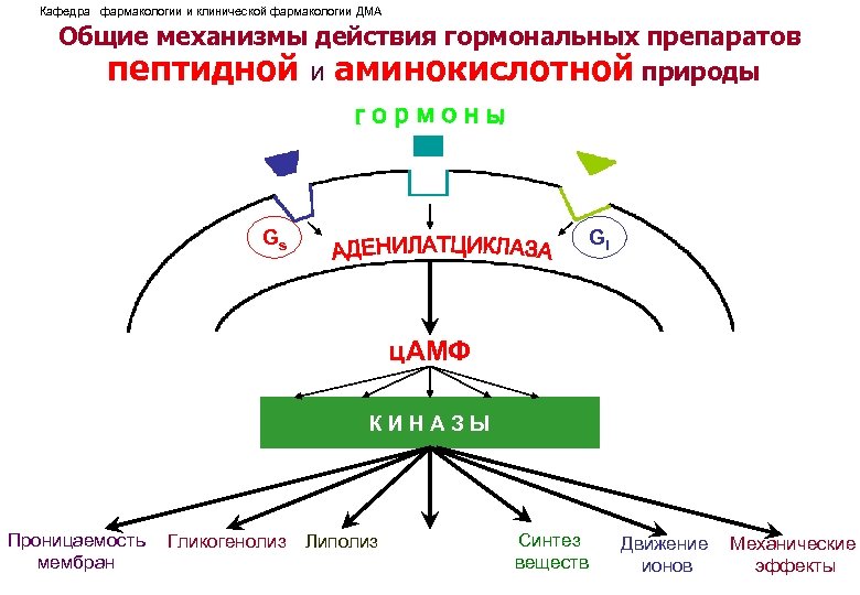 Кафедра фармакологии и клинической фармакологии ДМА Общие механизмы действия гормональных препаратов пептидной и аминокислотной