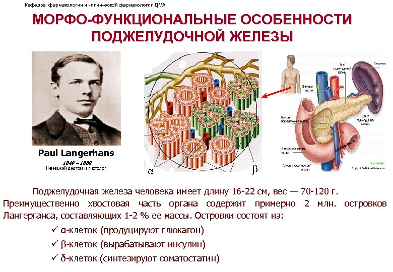 Кафедра фармакологии и клинической фармакологии ДМА МОРФО-ФУНКЦИОНАЛЬНЫЕ ОСОБЕННОСТИ ПОДЖЕЛУДОЧНОЙ ЖЕЛЕЗЫ Paul Langerhans 1849 –